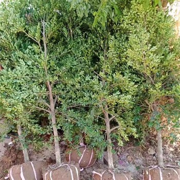 江蘇瓜子黃楊基地、1米1.2米1.5米瓜子黃楊樹(shù)、多種規(guī)格批發(fā)