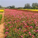 沭陽(yáng)豐花月季不僅便宜而且花色多、紅花白花黃花紫花雙色應(yīng)有盡有