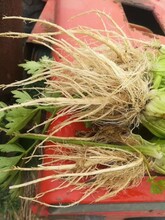 藝稼能糧食增產肥料作物提品質農民增收肥料葉面肥生物肥料圖片