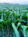 艺稼能叶面肥元素水溶肥小麦玉米增产肥料玉米叶面肥抗倒伏生根