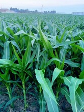 藝稼能糧食玉米增產肥料作物提品質農民增收玉米葉面肥生物肥料圖片