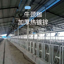鄭州創多畜牧養殖機械有限公司加厚熱鍍鋅單雙開牛頸夾圖片