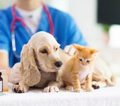 宠物医院注册动物诊疗许可证办理