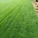 山西神池草坪当地草坪种植基地草皮直供-冷季型早熟禾-机打卷