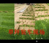 承德草坪-张家口草坪-秦皇岛草坪-多种冷季型草坪供您选择