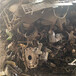 南京高淳不锈钢法兰回收厂-当地利用回收工厂电话号码