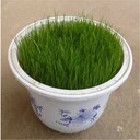 广西南宁众兴生态四季青种子价格草坪草皮草籽护坡绿化常用草种