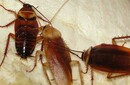 鄭州滎陽滅蟑螂蟲害防治電話圖片