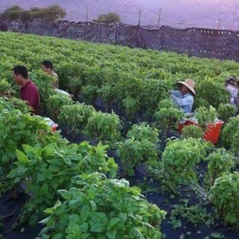 四川绵阳加拿大出国劳务招川菜厨师切配