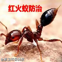 上海杀虫灭鼠公司上门服务消杀除四害