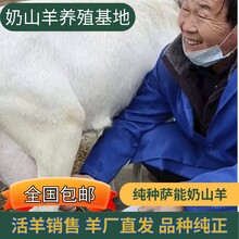 1胎产奶羊-萨能奶山羊,陕西富平奶山羊,关中奶山羊