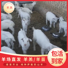 羊羔羊苗-陕西关中奶山羊,富平奶山羊,萨能奶山羊