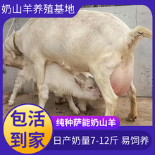 2胎产奶羊-萨能奶山羊,陕西关中奶山羊,富平奶山羊
