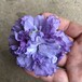 蓝莓冰沙木槿苗扦插小杯苗地栽大苗嫁接工程苗