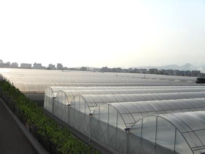 汉中镇巴县标准养蚕大棚生产厂家