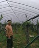 阿壩汶川縣標準養蠶大棚生產廠家