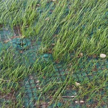 锡林郭勒水保抗冲生物毯,护坡植草毯代理图片