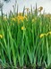 人工湿地用菖蒲苗,基地出苗价格低负责施工种植