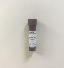DAPI染色液（5mg/ml）细胞核染料江苑生物
