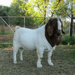 波尔山羊羊苗价格纯种美国白山羊母羊出售波尔山羊种公羊供应图片3