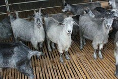 波尔山羊羊苗价格纯种美国白山羊母羊出售波尔山羊种公羊供应图片5