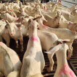 波尔山羊羊苗价格纯种美国白山羊母羊出售波尔山羊种公羊供应图片4
