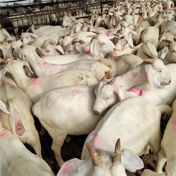 青山羊30-40斤羊苗价格国宝青山羊母羊出售种羊价格