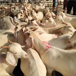改良杂交大白山羊头胎怀孕母羊出售羊羔批发纯种美国白山羊养殖