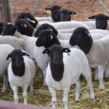 奥寒杂交绵羊母羊价格 澳洲寒羊出售 澳寒杂交绵羊种公羊价格