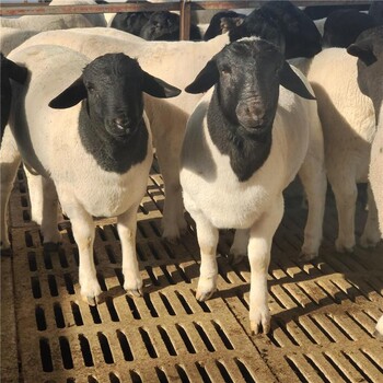 改良繁殖澳洲白绵羊养殖散养育肥小羊羔杜泊绵羊价格