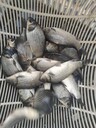 鄭州魚苗放生去哪里鄭州黃河灘豫海魚苗基地黃河鯉魚苗