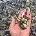 鄭州魚苗銷售基地鯉魚苗白鰱苗草魚苗花鰱苗青魚苗鯰魚苗