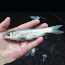 河南青魚苗大型孵化基地常年供應鄭州青魚苗批發