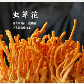 彤菌堂菌科普：帶你重識冬蟲夏草?。。?>
                        </div>
                        <div   class=