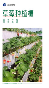 草莓采摘高架种植PVC基质槽温室大棚美观立体种植架