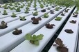 供应温室花卉蔬菜水果无土栽培系统立体水培营养种植槽