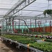 云南怒江温室移动喷灌机悬挂式喷灌机洒水车蔬菜育苗水车生产定制