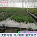 潮汐苗床温室花卉种植床可移动式水培床规格