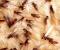 泉州白蚁防治所消灭白蚁白蚁预防