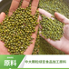 缅甸新产区油绿豆商品豆原料大量现货批发中大颗粒颜色鲜绿量