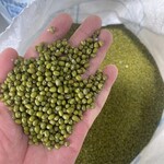 缅甸进口绿豆大产区油绿豆食品-工业加工绿豆原料源头供应