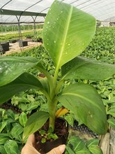 香蕉苗（湛江海大种业科技有限公司图片
