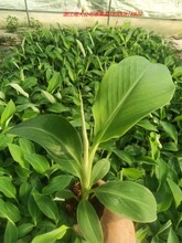 香蕉苗（湛江海大种业公司图片