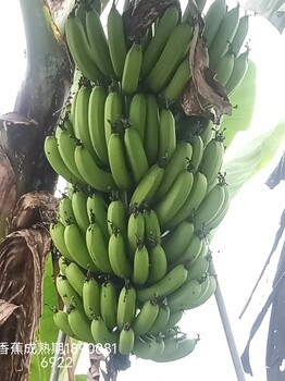 香蕉苗（湛江海大种业公司