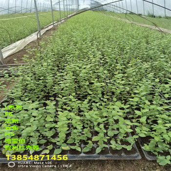 广西来宾f6蓝莓苗高产品种介绍