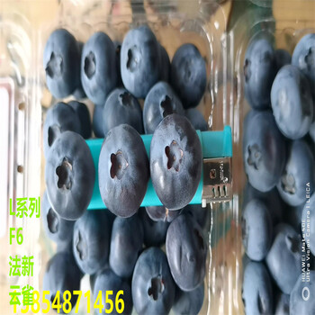 浙江杭州抗寒蓝莓苗丰产果大好吃