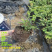 河南鹤壁薄雾蓝莓苗几月份移栽比较好