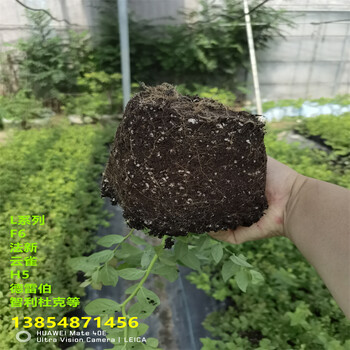 江西九江北高丛蓝莓苗买多少年的好