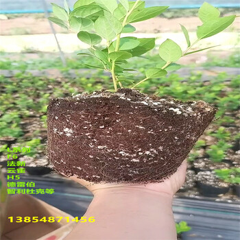 广东惠州法新蓝莓苗高产品种介绍