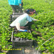 广东珠海薄雾蓝莓苗发展前景如何